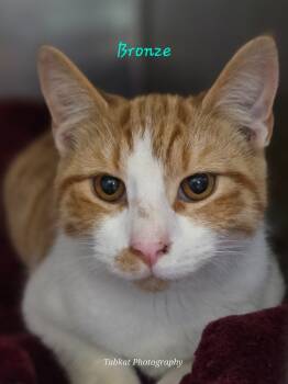 Rescue Domestic Short Hair Cats for Adoption in Cambridge, Maryland - Bronze | PetCurious