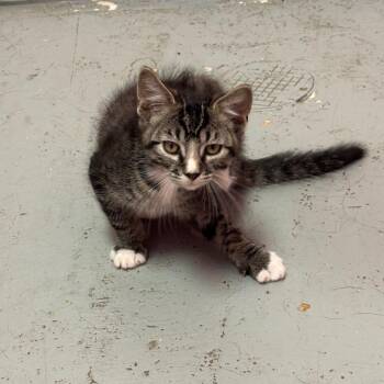 Jesse -  Domestic Short Hair Cat for Adoption in Webster, Texas - Jesse | PetCurious