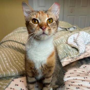 Guinevere -  Domestic Short Hair Cat for Adoption in Woodbury, New Jersey - Guinevere | PetCurious