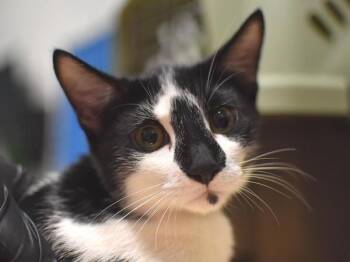 Sweetie Pebbles -  Domestic Short Hair Cat for Adoption in Portland, Oregon - Sweetie Pebbles | PetCurious