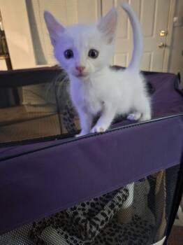 Stratus -  Domestic Short Hair Cat for Adoption in Lancaster, California - Stratus | PetCurious