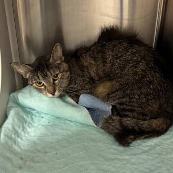 Kayley -  Domestic Short Hair Cat for Adoption in Saint Joseph, Missouri - Kayley | PetCurious