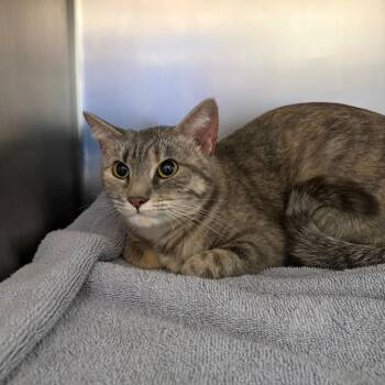 Domestic Short Hair Cats Available for Adoption in Council Bluffs, Iowa - Miska | PetCurious