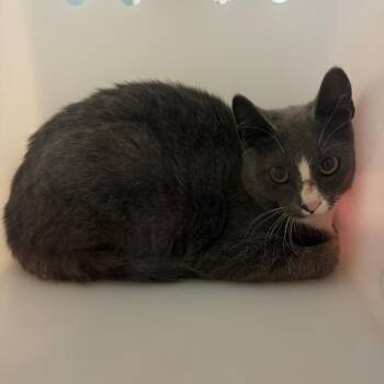 Tricksy -  Domestic Short Hair Cat for Adoption in Flagstaff, Arizona - Tricksy | PetCurious