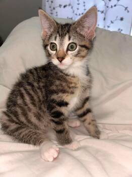 Spider Man (Lauren-fostered in TN) -  Domestic Short Hair and Tabby Cat Available for Adoption in Brighton, Tennessee - Spider Man (Lauren-fostered In TN) | PetCurious