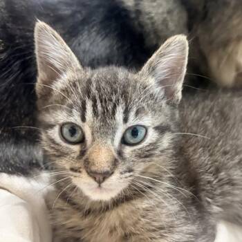 Clifford -  Domestic Short Hair Cat for Adoption in Dublin, California - Clifford | PetCurious