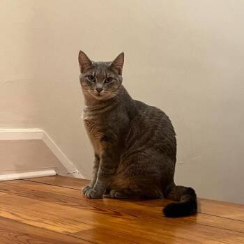 Emily -  Domestic Short Hair Cat for Adoption in Jarrettsville, Maryland - Emily | PetCurious