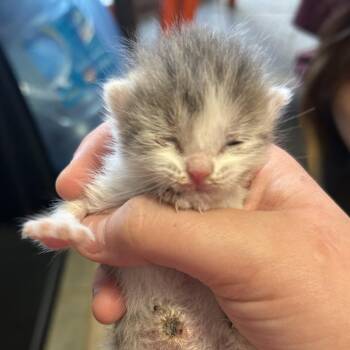 Lady -  Domestic Short Hair Cat for Adoption in Chattanooga, Tennessee - Lady | PetCurious