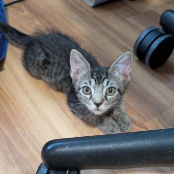 Solene LeClaire -  Domestic Short Hair Cat for Adoption in Lakewood, California - Solene LeClaire | PetCurious