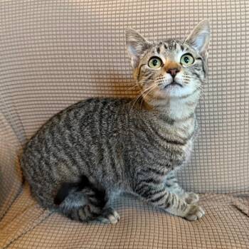 Domestic Short Hair Cats Available for Adoption in Lewisville, Texas - Maya | PetCurious