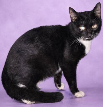 Oreo -  Domestic Short Hair Cat for Adoption in Wauchula, Florida - Oreo | PetCurious