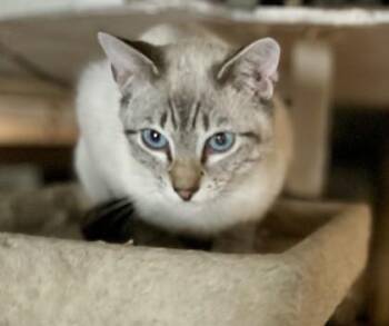 Siamese and Domestic Short Hair Cats Available for Adoption in Lawrenceville, Georgia - Tuki | PetCurious