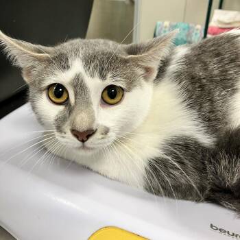 Hoot -  Domestic Short Hair Cat for Adoption in Las Cruces, New Mexico - Hoot | PetCurious