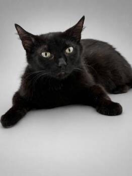 Maple -  Domestic Short Hair Cat for Adoption in Bowling Green, Kentucky - Maple | PetCurious