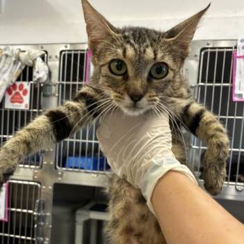 DIANA RITZY -  Domestic Short Hair Cat for Adoption in Pensacola, Florida - DIANA RITZY | PetCurious