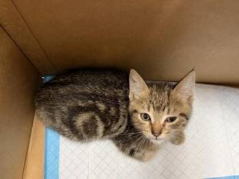Atari -  Domestic Short Hair Cat for Adoption in West Chester, Pennsylvania - Atari | PetCurious