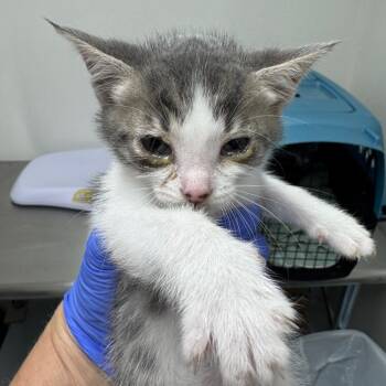 Domestic Short Hair Cats Available for Adoption - Honor | PetCurious