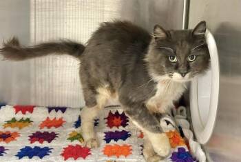HIGGINS -  Domestic Medium Hair Cat for Adoption in Salinas, California - HIGGINS | PetCurious