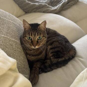 Carmen -  Domestic Short Hair Cat for Adoption in Charlottesville, Virginia - Carmen | PetCurious