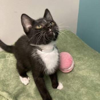 Specks -  Domestic Short Hair Cat for Adoption in Janesville, Wisconsin - Specks | PetCurious