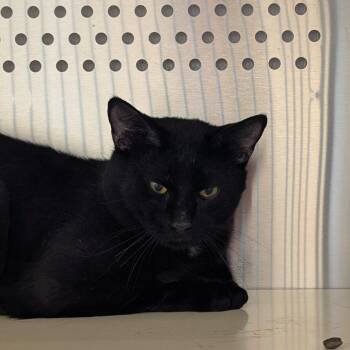 Domestic Short Hair Cats Available for Adoption in Norman, Oklahoma - Malone | PetCurious