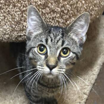 Ellis -  Domestic Short Hair Cat for Adoption in Springfield, Missouri - Ellis | PetCurious