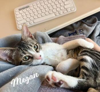 Tabby and Domestic Short Hair Cats Available for Adoption - Megan #valley-girl | PetCurious
