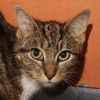 Domestic Short Hair Cats Available for Adoption in Briarcliff Manor, New York - Queenie | PetCurious