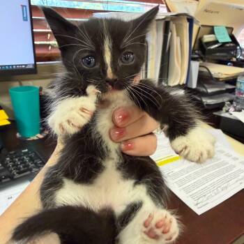 Skunk -  Domestic Short Hair Cat for Adoption in Birmingham, Alabama - Skunk | PetCurious