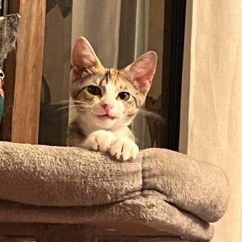 Cargo Aircraft -  Domestic Short Hair Cat for Adoption in Rocky Mount, Virginia - Cargo Aircraft | PetCurious