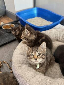 Fiddlehead -  Domestic Short Hair Cat for Adoption in Wayland, Michigan - Fiddlehead | PetCurious