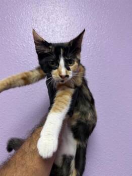 61397820 -  Domestic Short Hair Cat for Adoption in El Paso, Texas - 61397820 | PetCurious