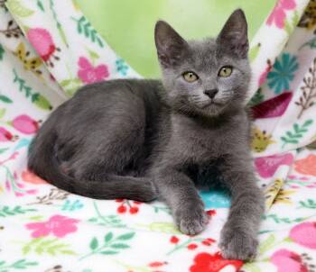 Poppy -  Domestic Short Hair Cat for Adoption in Tierra Verde, Florida - Poppy | PetCurious