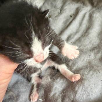 Huckleberry -  Domestic Short Hair Cat for Adoption in East Hanover, New Jersey - Huckleberry | PetCurious