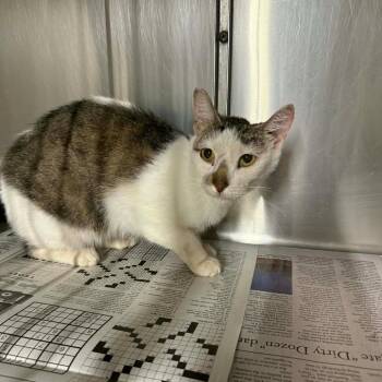Domestic Short Hair Cats Available for Adoption in Pauls Valley, Oklahoma - Grace | PetCurious