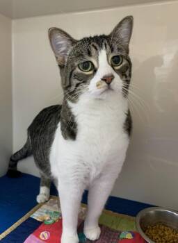 Domestic Short Hair Cats Available for Adoption - Maui | PetCurious