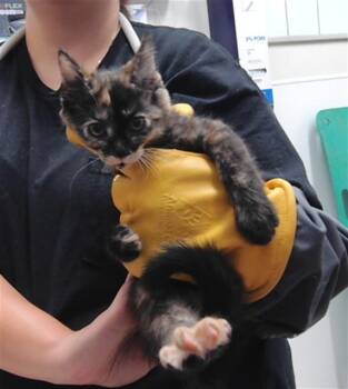 KAREN -  Domestic Medium Hair and Domestic Short Hair Cat for Adoption in Albuquerque, New Mexico - KAREN | PetCurious