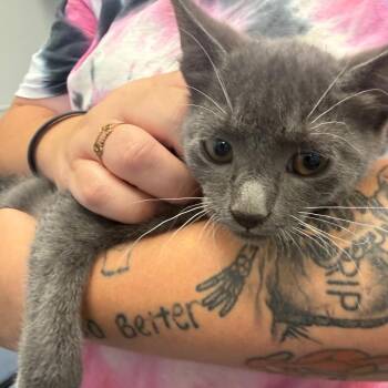 Domestic Short Hair Cats Available for Adoption in Columbiana, Alabama - Joffry | PetCurious