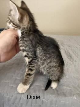 Dixie -  Domestic Short Hair Cat for Adoption in River Ridge, Louisiana - Dixie | PetCurious