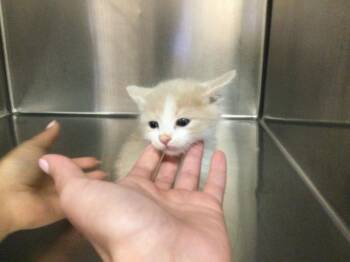 Domestic Medium Hair Cats Available for Adoption in Thousand Palms, California - A1914941 | PetCurious