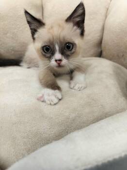 Milo -  Siamese Cat for Adoption in Parlier, California - Milo | PetCurious