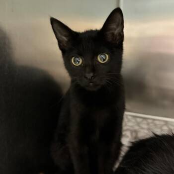 Cody -  Domestic Short Hair Cat for Adoption in Chattanooga, Tennessee - Cody | PetCurious