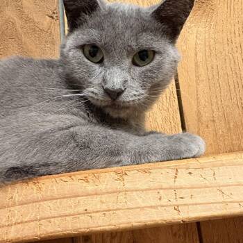 Rosie -  Russian Blue Cat for Adoption in Spokane Valley, Washington - Rosie | PetCurious