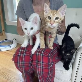 Nicki, Angellica & Monty - KITTENS -  Domestic Short Hair Cat for Adoption in Braintree, Massachusetts - Nicki, Angellica & Monty - KITTENS | PetCurious