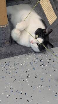 Curtis -  Domestic Short Hair Cat for Adoption in Sparta, Wisconsin - Curtis | PetCurious