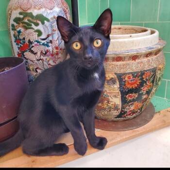 Spider -  Domestic Short Hair Cat for Adoption in Los Angeles, California - Spider | PetCurious