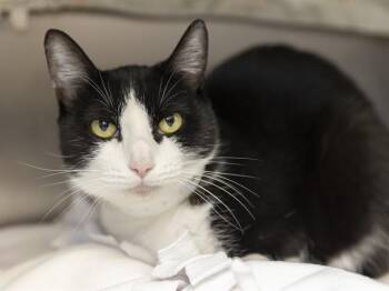 PUFFIN -  Domestic Short Hair Cat for Adoption in Phoenix, Arizona - PUFFIN | PetCurious