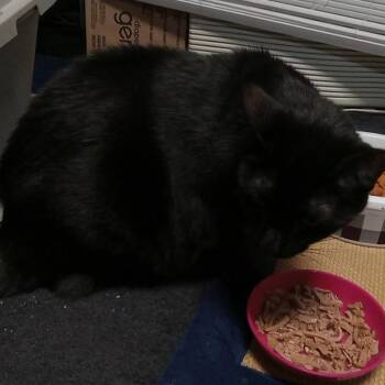 Midnight Rain -  Domestic Medium Hair Cat for Adoption in Philadelphia, Pennsylvania - Midnight Rain | PetCurious