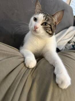 Domestic Medium Hair Cats Available for Adoption in Liverpool, Texas - Oreo Marie | PetCurious