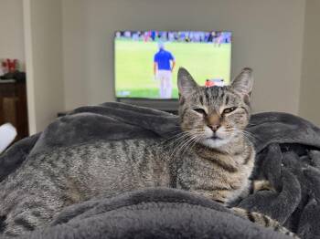 Whitney -  Domestic Short Hair Cat for Adoption in East Hartford, Connecticut - Whitney | PetCurious